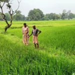 छत्तीसगढ़ में धान की फसल में बीमारियों का खतरा! कृषि विभाग ने किसानों को दी सलाह!